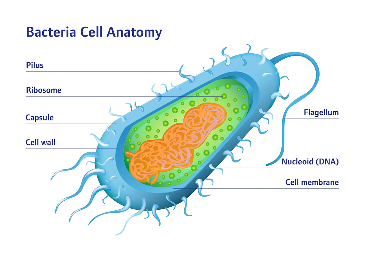 Viruses and bacteria: A brief explanation of the differences